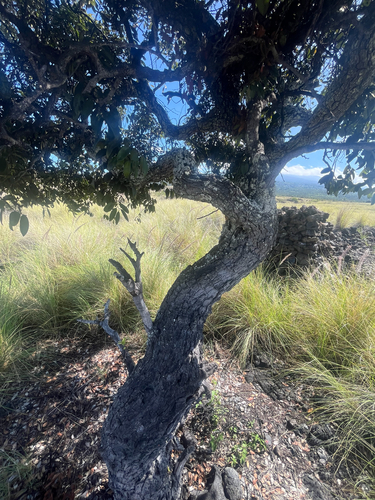 Diospyros sandwicensis observed 2026-10-27