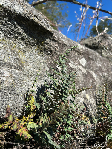 Cheilanthes observed 2026-10-27