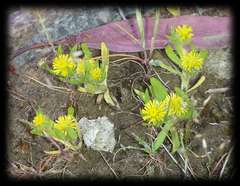 Triptilodiscus pygmaeus