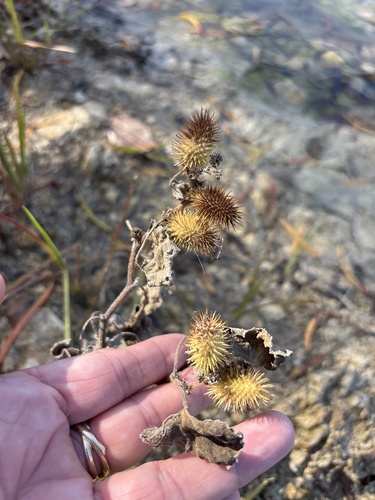 Xanthium strumarium observed 2026-10-27
