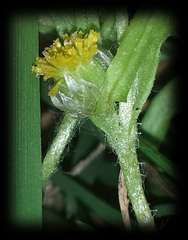 Triptilodiscus pygmaeus