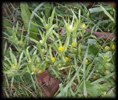 Triptilodiscus pygmaeus