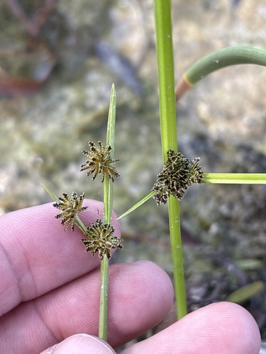 Cyperus observed 2026-10-27