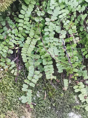 Asplenium trichomanes observed 2026-10-27