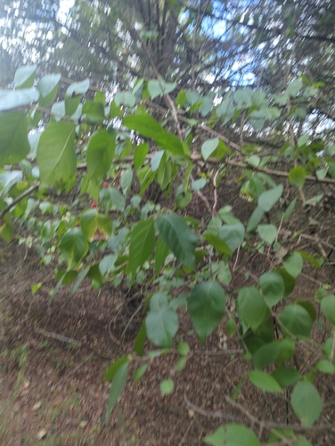 Lonicera observed 2026-10-27