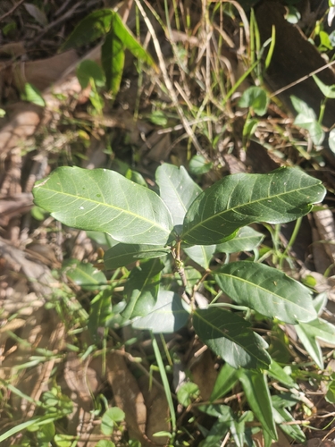Cupaniopsis observed 2026-10-28