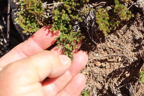 Selaginella observed 2026-10-27
