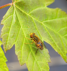 Parhelophilus laetus