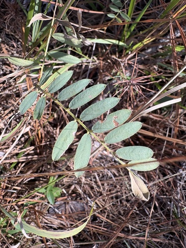 Tephrosia virginiana observed 2026-10-22