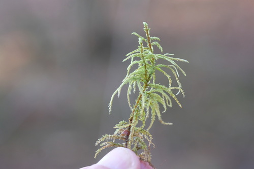 Pleurozium schreberi observed 2026-10-26
