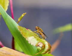 Parhelophilus laetus
