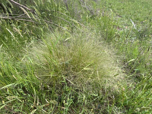Agrostis observed 2026-10-27