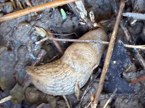 Deroceras reticulatum observed 2026-10-26
