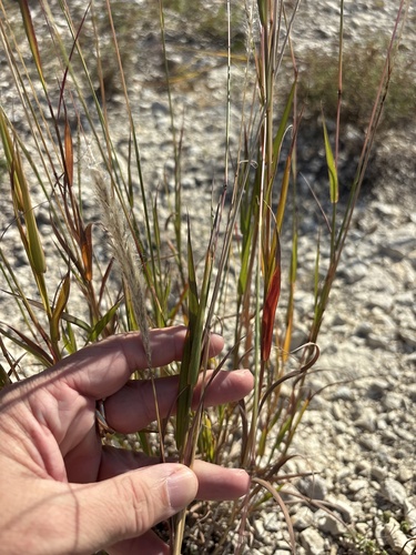 Bothriochloa saccharoides, 2026-10-27