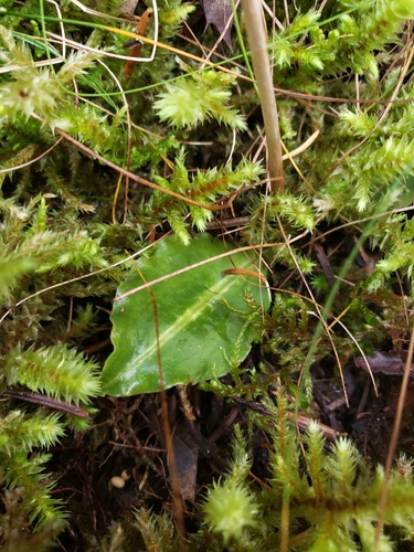 Goodyera observed 2026-10-27