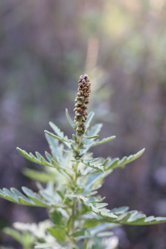 Ambrosia psilostachya observed 2026-10-27
