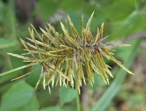 Cyperus strigosus observed 2026-10-27