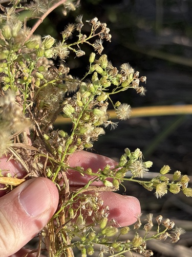 Erigeron canadensis observed 2026-10-27