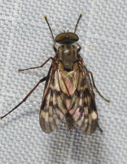 Rhagio punctipennis
