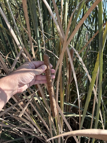 Typha domingensis observed 2026-10-27