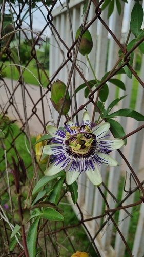 Passiflora observed 2026-10-27