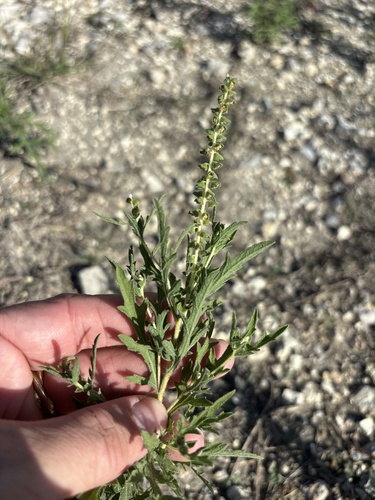 Ambrosia psilostachya observed 2026-10-27