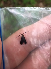 Adela caeruleella