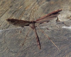 Tetraschalis arachnodes