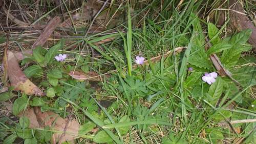 Image of Mazus pumilio by (c) Russell Best, some rights reserved (CC BY)