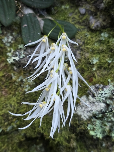 Dendrobium observed 2026-10-28