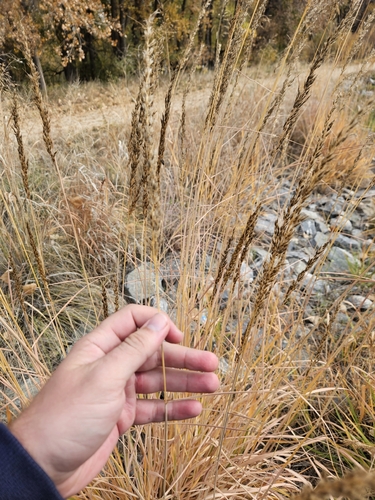 Digitaria observed 2026-10-27