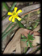 Ranunculus glabrifolius