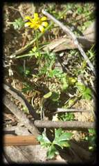 Ranunculus glabrifolius