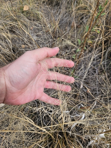 Agrostis observed 2026-10-27