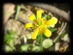 Ranunculus glabrifolius
