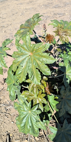 Ricinus communis observed 2026-10-27