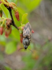 Stropenron hieroglyphica