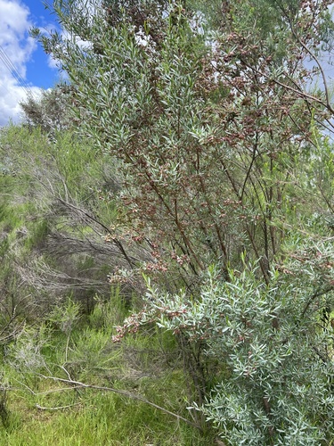 Dodonaea viscosa observed 2026-10-27