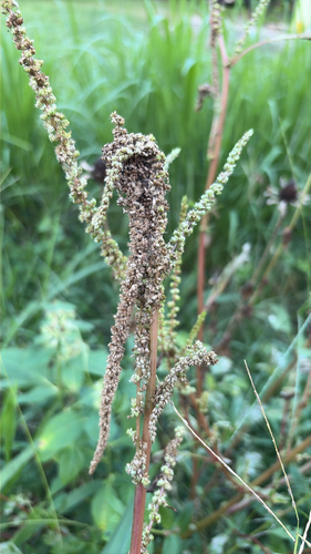 Amaranthus observed 2026-10-27