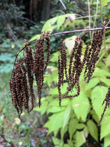 Actaea observed 2026-10-26