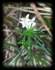 Asperula scoparia
