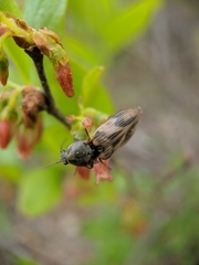 Stropenron hieroglyphica