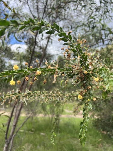 Acacia paradoxa observed 2026-10-27