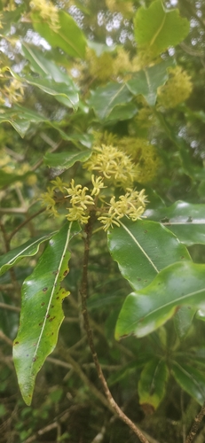 Pittosporum observed 2026-10-28