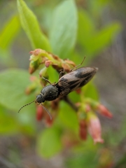 Stropenron hieroglyphica