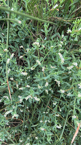 Heliotropium curassavicum observed 2026-10-26