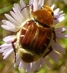 Trichiotinus piger