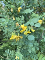 Colutea