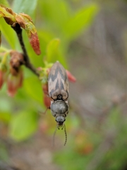 Stropenron hieroglyphica