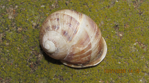 Helix aspera, 2026-10-27
